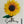 Load image into Gallery viewer, Sunflower Swedish Dishcloth

